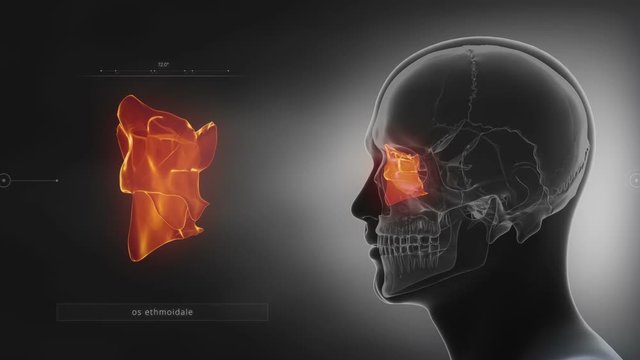 Black x-ray skull animation - Ethmoid bone - os ethmoidale