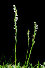 Autumn Lady's Tresses orchid over black - Spiranthes spiralis