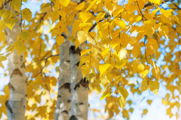 The branches of  birch with yellow leaves in autumn park