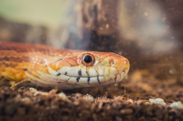 Sunkissed Corn Snake close up eye and detail scales