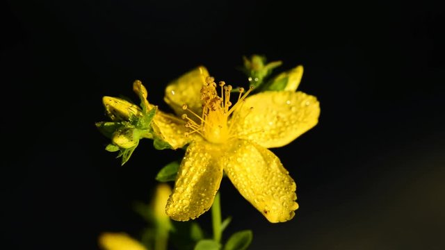 Johanniskraut, Hypericum perforatum, Heilpflanze mit Bl&uuml;te