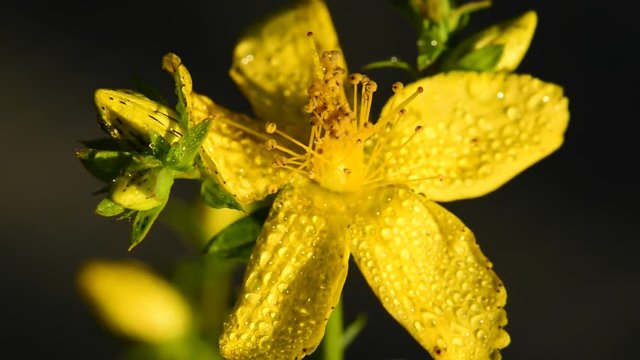 Johanniskraut, Hypericum perforatum, Heilpflanze mit Bl&uuml;te