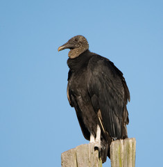 Black Vulture