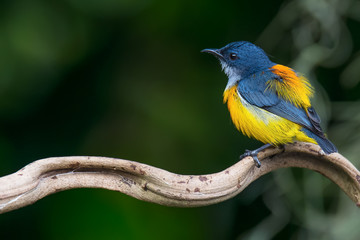 Beautiful bird, Orange-bellied Flowerpecker ( Dicaeum trigonostigma ). Rear view ,Breeding seasonal  ,male  display feather size and coloration to attract female ’s attention.