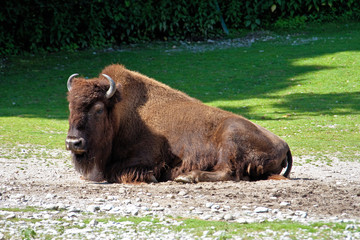 Waldbison - Bos bison - Amerikanischer Bison