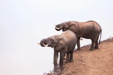 Fotobehang elephant in Aberdare National Park, Kenya © robcartorres