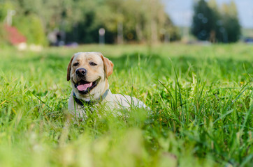 very cute young purebred labrador dog with beautiful brown white fur with brown eyes ears big head mouth teeth happily walking in the park on a nice sunny weather outdoors