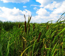 Mature flower spike of the reed plant