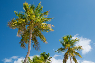 Obraz na płótnie Canvas palm tree infront of blue sky