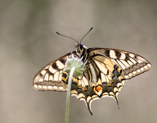 macrophotographie d'un papillon: Machaon (Papilio machaon) 