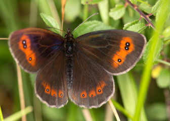 macrophotographie d'un papillon: Moiré sylvicole (Erebia aethiops)