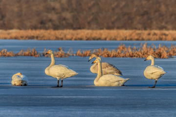 Whooper Swan (Cygnus cygnus) on lake