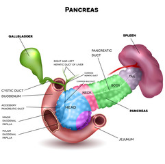 Pancreas parts and surrounding organs, gallbladder, small intestine and spleen detailed illustration with description. Beautiful colorful design. - obrazy, fototapety, plakaty