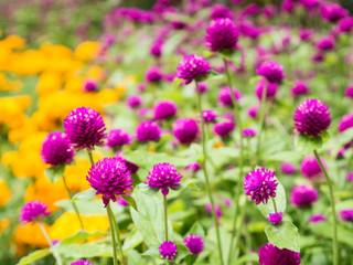 Fototapeta premium Globe Amaranth flowers