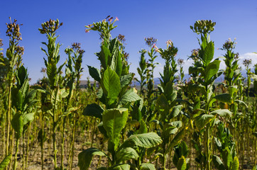 Tobacco field in Anatolia, Turkey