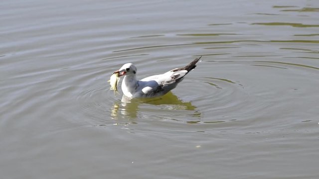 Seagull dives and eats the fish