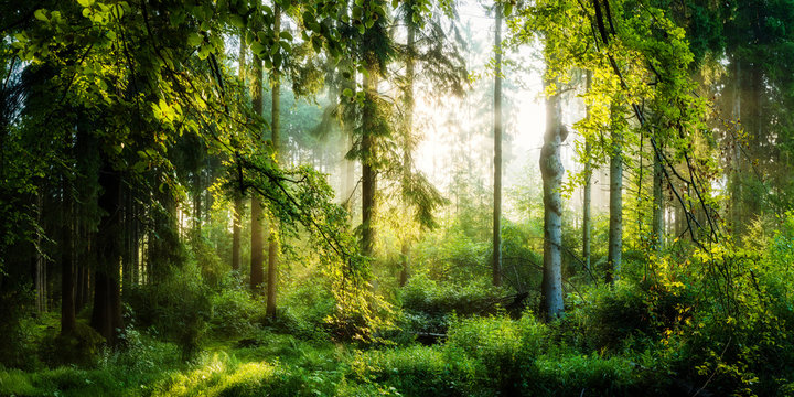 Fototapeta Sonnenaufgang im herbstlichen Wald, verträumte Szene in den Morgenstunden