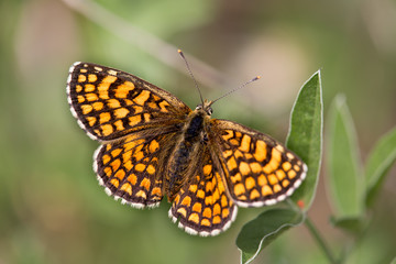 Fototapeta na wymiar macrophotographie d'un papillon: Mélitée des scabieuses (Melitaea parthenoides)