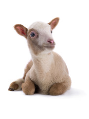 Naklejka premium sheep