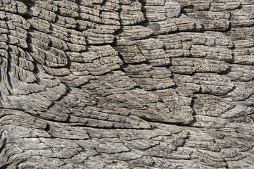 Wooden texture, wood background.