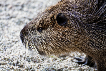 Coypu muzzle covered by coarse fur, close up  
