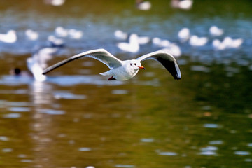 Möve im Flug - Charadriiformes
