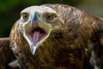 Raubadler - Aquila rapax