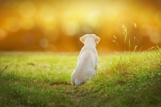 Kleiner wei&szlig;er Hund auf einer Wiese im Sommer - Abstrakter Cartoon Hintergrund