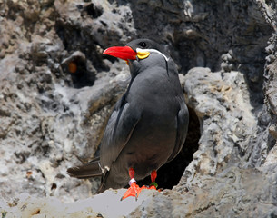 Inca Tern