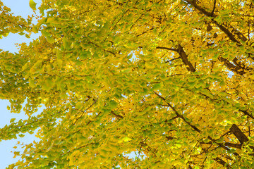 イチョウの黄葉