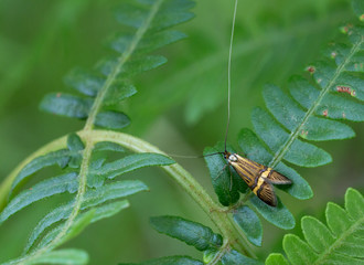 macrophotographie d'un papillon: Nemophora degeerella