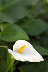 White calla flower with garden in the background