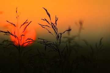 Sunset looking through tall grass