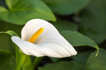 White calla flower with garden in the background