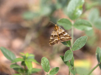 macrophotographie d'un papillon: Noctuelle du dartrier (Synthymia fixa)