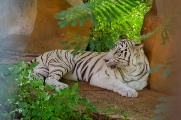 Tiger looking something.