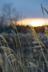 Fototapeta premium Closeup of reeds at sunset, Hecla Grindstone Provincial Park, Ma
