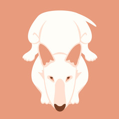 dog bull terrier lying vector illustration style flat