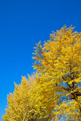 Fototapeta premium イチョウの黄葉