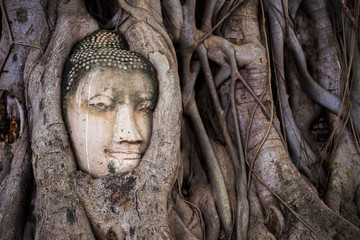 Buddha in the roots.