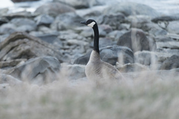 Canada Goose at provincial park, Riverton, Hecla Grindstone Prov