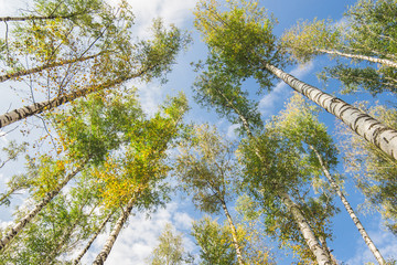 Fototapeta premium Blue sky birches