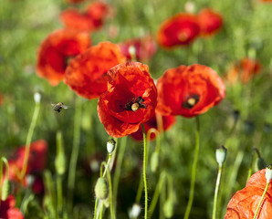 Obraz premium Mohn mit Biene