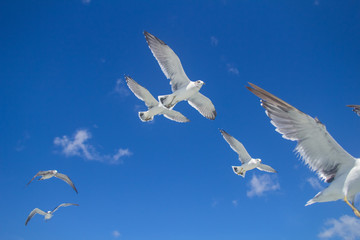 Seagulls in full flight at the Matsushima islands, Miyagi, Japan