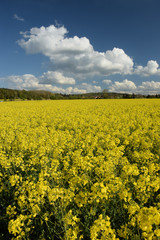 Obraz premium Rapsfeld