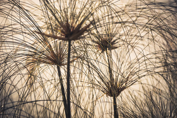 Obraz premium Blurred brown dry reeds plants for nature background