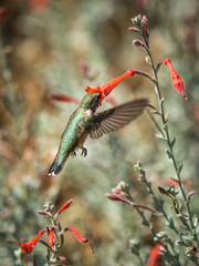 Garden Hummingbird