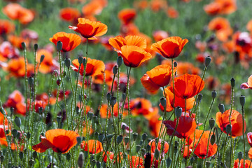 Obraz premium Klatschmohnfeld 1