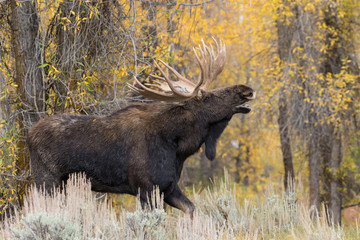 Shiras Bull Moose in Rut in Fall