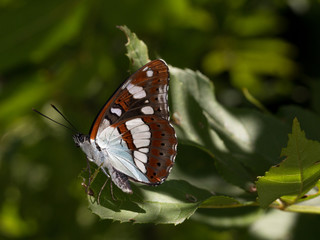 Fototapeta na wymiar macrophotographie d'un papillon: Petit sylvain (Limenitis camilla)